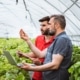 Two stand in greenhouse; they study a very small strawberry.